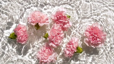 Slow motion of falling pink carnation flowers on water surface and diverging Stock Footage 270922541