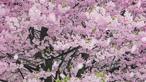 Slow Motion Falling Pink Cherry Blossom Petals on a Spring Tree Background Stock Footage 332810377