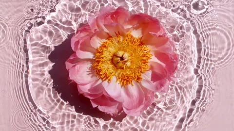 Slow Motion of Falling Pink Peony Flower on Water Surface and Diverging Circles Stock Footage 253059065
