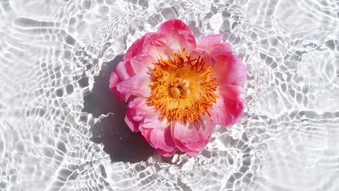 Slow Motion of Falling Pink Peony Flower on Water Surface and Diverging Circles Stock Footage 253772512