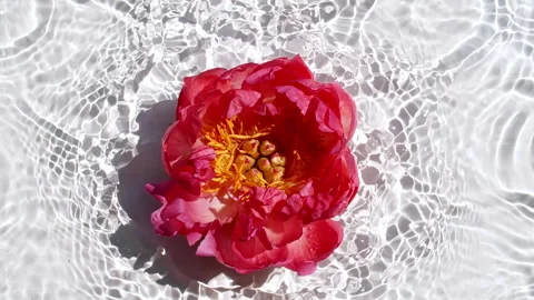 Slow Motion of Falling Pink Peony Flower on Water Surface and Diverging Circles Stock Footage 254761677