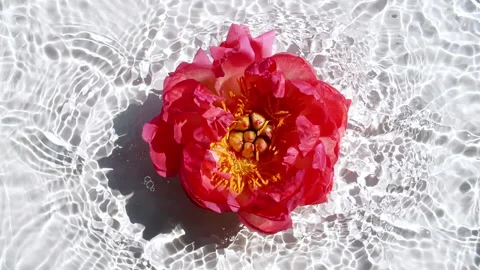 Slow Motion of Falling Pink Peony Flower on Water Surface and Diverging Circles Stock Footage 255672458
