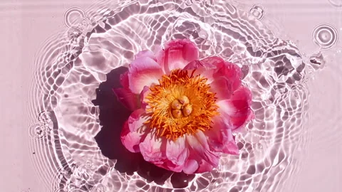 Slow Motion of Falling Pink Peony Flower on Water Surface and Diverging Circles Stock Footage 260873519