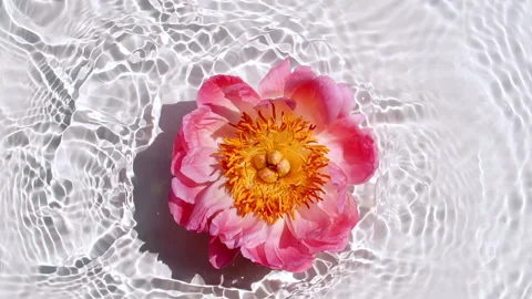 Slow Motion of Falling Pink Peony Flower on Water Surface and Diverging Circles Stock Footage 265900921