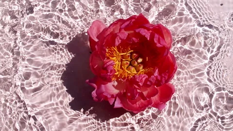 Slow Motion of Falling Pink Peony Flower on Water Surface and Diverging Circles Vídeo Stock 269332434