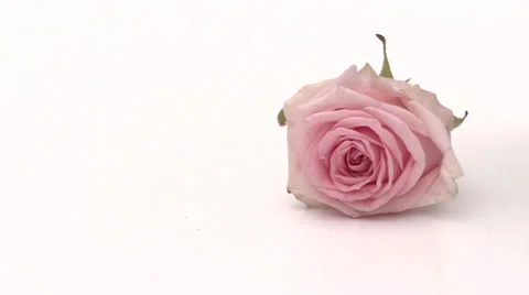Slow motion falling pink rose Stock Footage 33801882