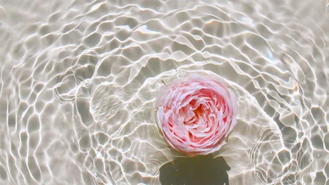 Slow motion of falling pink rose on water surface and diverging circles of water Stock Footage 162949794