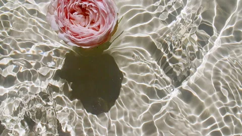 Slow motion of falling pink rose on water surface and diverging circles of water Stock-Footage 165620408