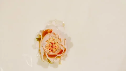Slow motion of falling pink rose on milk water surface and diverging circles of Stock Footage 167029074