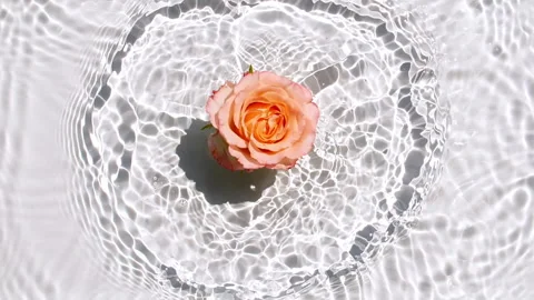 Slow motion of falling Pink rose flower on water surface and diverging circles Stock Footage 252141653