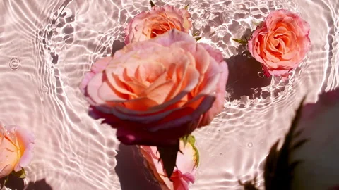 Slow motion of falling Pink rose flowers on water surface and diverging circles Stock Footage 252141684