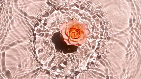 Slow motion of falling Pink rose flower on water surface and diverging circles Stock Footage 253059080