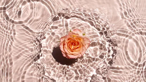 Slow motion of falling Pink rose flower on water surface and diverging circles Stock Footage 253772460