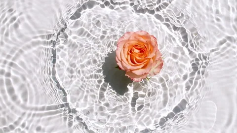 Slow motion of falling Pink rose flower on water surface and diverging circles Stock Footage 254761672