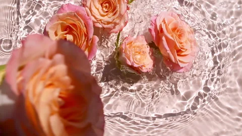 Slow motion of falling Pink rose flowers on water surface and diverging circles Stock Footage 265900987