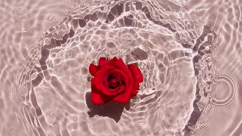 Slow motion of falling red rose on water surface and diverging circles of water Stock Footage 164676484