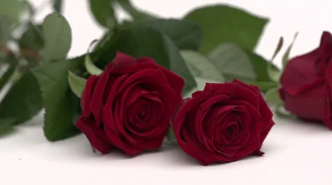 Slow motion falling red roses Stock Footage 33802000