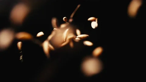 Slow Motion Falling Of Rice Grains Seed Background Stock Footage 234242691