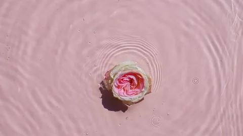 Slow motion of falling rose on water surface and diverging circles of water on Stock Footage 162817509