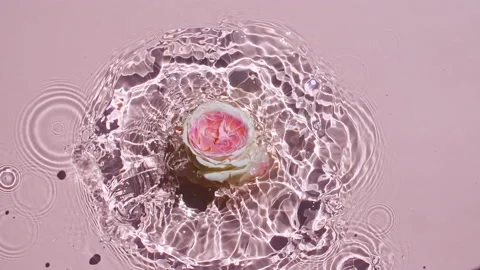 Slow motion of falling rose on water surface and diverging circles of water on Stock Footage 165318018