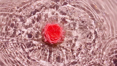 Slow motion of falling rose on water surface and diverging circles of water on Stock-Footage 165618846