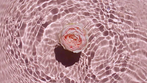 Slow motion of falling rose on water surface and diverging circles of water on Stock Footage 166154652