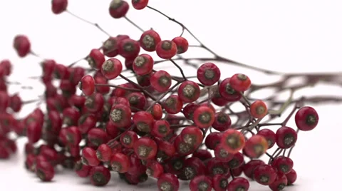 Slow motion falling rosehips Stock Footage 33802027