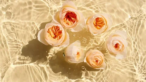 Slow motion of falling roses on water surface and diverging circles of water on Stock Footage 256479161