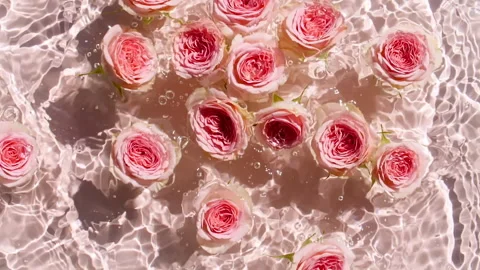 Slow motion of falling roses on water surface and diverging circles of water on Stock-Footage 267965475