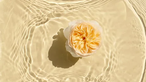 Slow motion of falling roses on water surface and diverging circles of water on Stock Footage 270922765