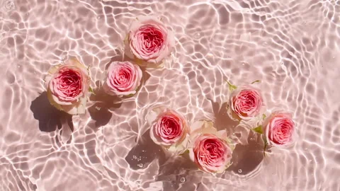 Slow motion of falling roses on water surface and diverging circles of water on 库存影片 270923155