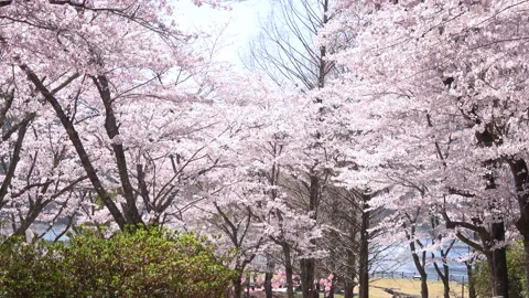 Slow motion of falling sakura petals in full bloom. Cherry blossoms in Japan. 4K Stock Footage 201998635