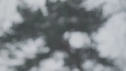 Slow motion of falling snow against sky and winter forest. Look up View in Video stock 134134849