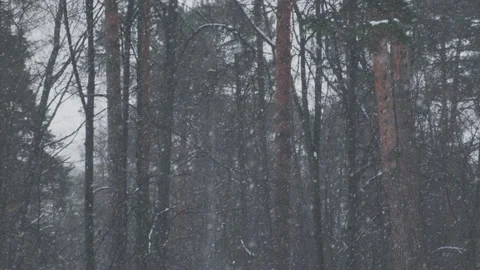 Slow motion of falling snow against sky and winter forest. Blizzard and snowfall Video stock 134135652