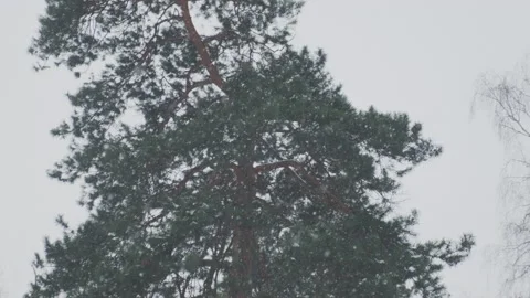 Slow motion of falling snow against sky and winter forest. Look up View in Video stock 134135925