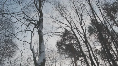 Slow motion of falling snow against sky and winter forest. Look up View in Stock-Footage 134136944