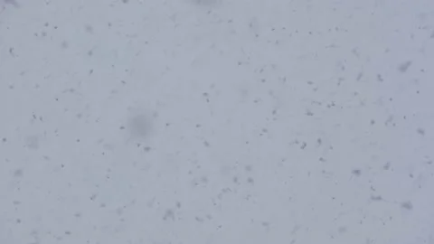 Slow motion of falling snow against sky and winter forest. Look up View in Stock Footage 155794980