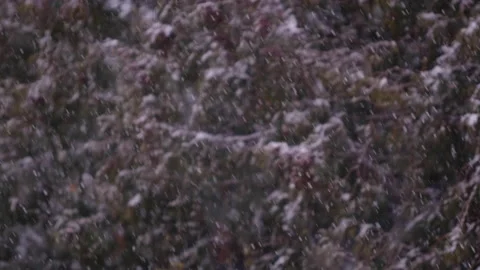 Slow motion of falling snow. Blurred winter background. Stock Footage 148158995