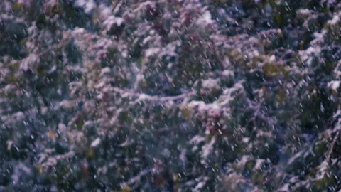 Slow motion of falling snow. Blurred winter background. Snowing dream. Stock Footage 148159225