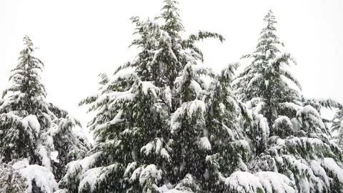 Slow motion of falling snow with evergreen trees in the background 動画素材 83283871
