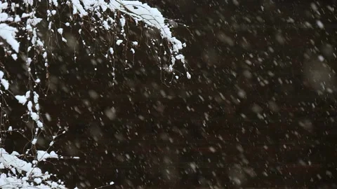 Slow motion of falling snow Stock Footage 97393497