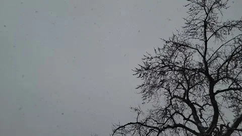 Slow Motion Falling Snow, Tilt Down Video stock 196042306