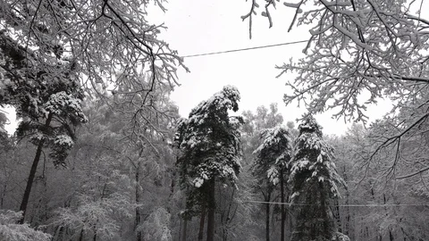 Slow motion of falling snow in winter park. Winter cold weather. 4K Slowmotion Stock Footage 119308833