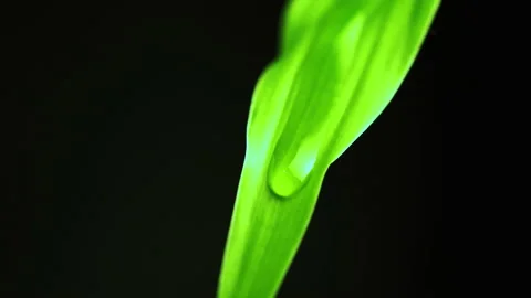 Slow motion of falling water drop from leaf. Black Background Stock Footage 195286356