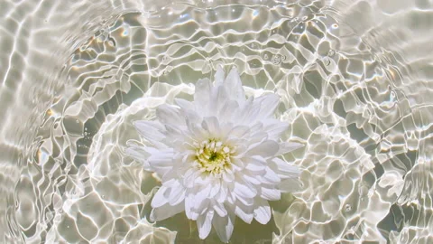 Slow motion of falling white chrysanthemum on water surface and diverging Stock Footage 162813716