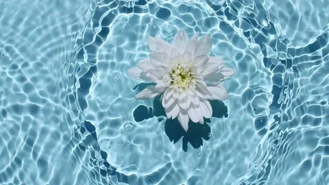 Slow motion of falling White chrysanthemum on water surface and diverging Vídeo Stock 163447607
