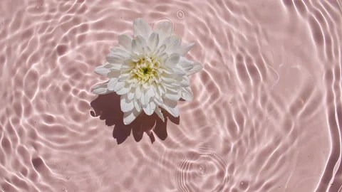 Slow motion of falling white chrysanthemum on water surface and diverging 스톡 동영상 165921739