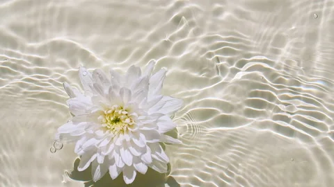 Slow motion of falling white chrysanthemum on water surface and diverging Stock Footage 167029677