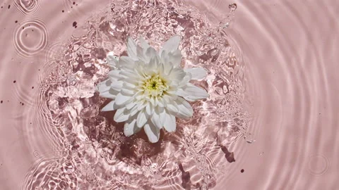 Slow motion of falling white chrysanthemum on water surface and diverging Stock Footage 167772876