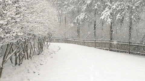 Slow motion of falling winter snow in rural backyard, garden, forest Video stock 98615583